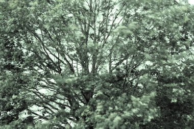 Dwingelderveld, Hollanda 'da çift porsiyon meşe.