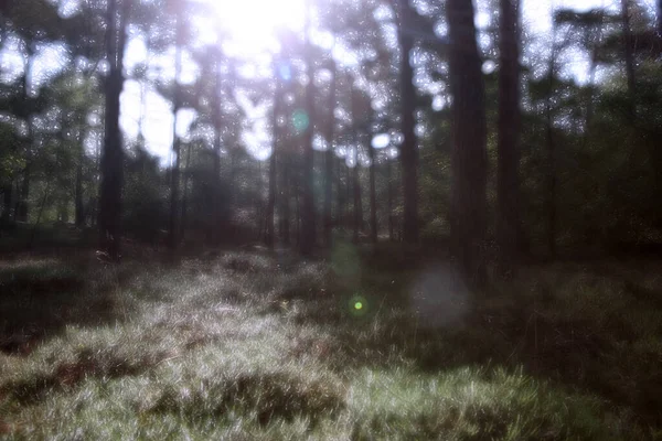 Hollanda Dwingelderveld Ormanın Iki Katına Çıkarıldı — Stok fotoğraf