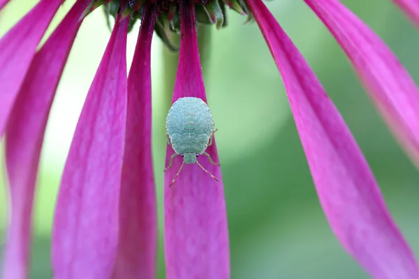Macro Photo Bug Pink Coneflower Netherland — Stock Photo, Image