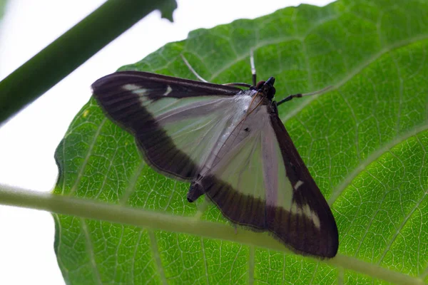 Cydalima Perspectalis Zeleném Listu Hoogevee — Stock fotografie