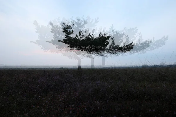 Подвійний Образ Одиночної Сосни Двінгелдервельді Нідерланди — стокове фото