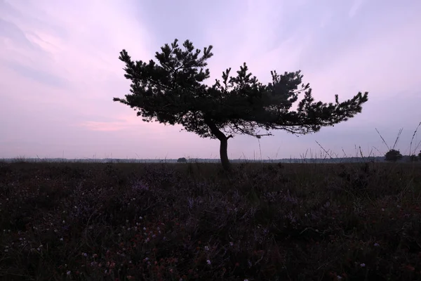 Самотня Сосна Двінгелдервельді Нідерланди — стокове фото