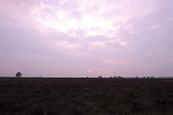 Paisagem Com Urze Roxa Dwingelderveld Países Baixos — Fotografia de Stock