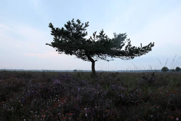 Lonely Pine Dwingelderveld Netherlands — стоковое фото