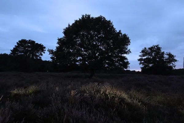 Eiken Met Paarse Heide Terhorsterzand — Stockfoto