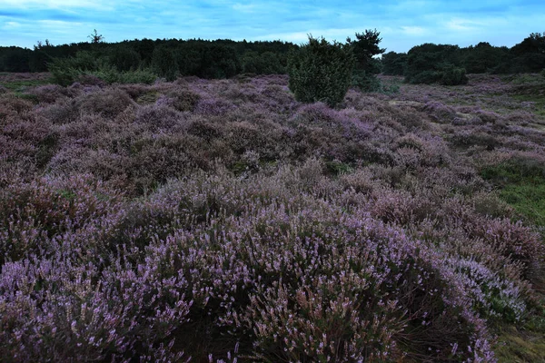 荷兰Terhorsterzand的紫色石南花 — 图库照片
