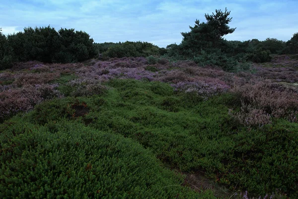 荷兰Terhorsterzand的紫色石南花 — 图库照片