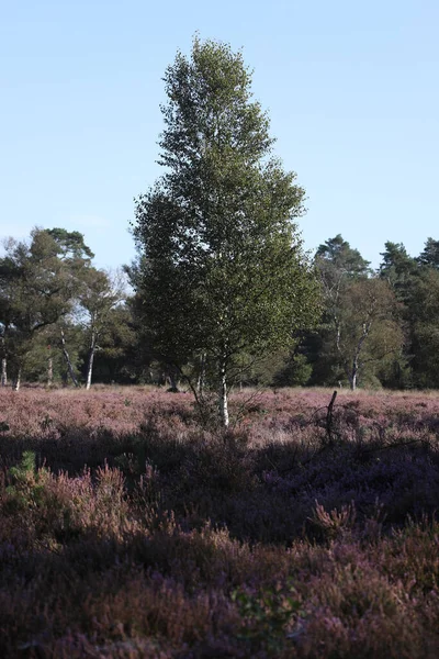 Birke Inmitten Von Violettem Heidekraut Nationalpark Hoge Veluwe Niederlande — Stockfoto