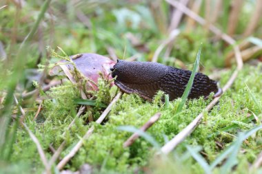 Salyangoz Dwingelderveld, Hollanda 'da mantar yiyor.