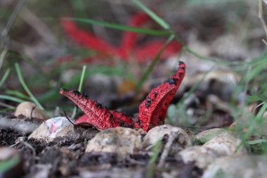 Dwingelderveld, Hollanda 'daki kırmızı mürekkep balığı mantarı.