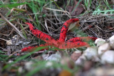 Dwingelderveld, Hollanda 'daki kırmızı mürekkep balığı mantarı.