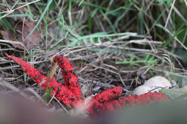 Czerwony Grzyb Kałamarnicy Dwingelderveld Holandia — Zdjęcie stockowe