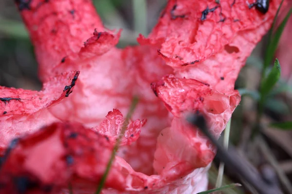 Champignon Calmar Rouge Dans Dwingelderveld Pays Bas — Photo