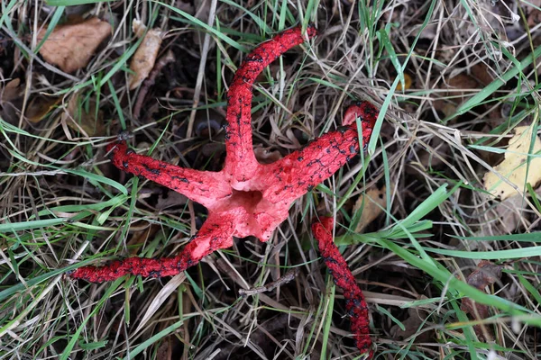 Czerwony Grzyb Kałamarnicy Dwingelderveld Holandia — Zdjęcie stockowe