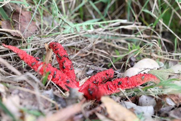 Czerwony Grzyb Kałamarnicy Dwingelderveld Holandia — Zdjęcie stockowe