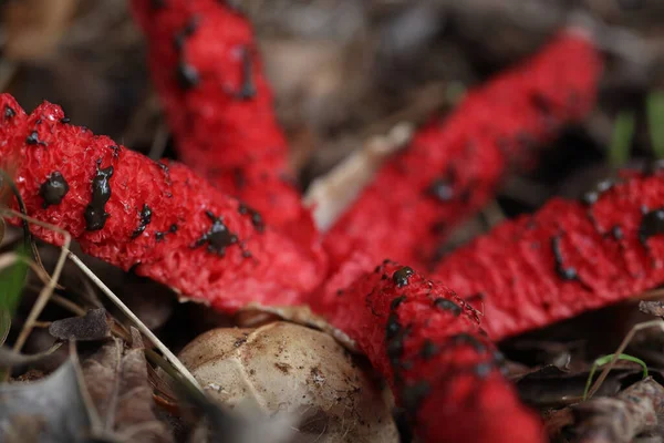 Fungo Calamaro Rosso Nel Dwingelderveld Paesi Bassi — Foto Stock