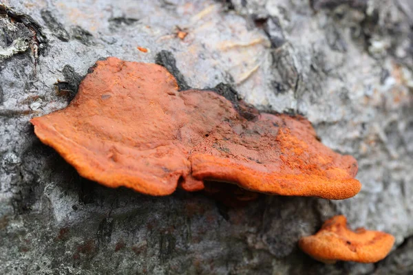 Vermilion Wood Fungus Dead Tree Dwingelderveld Netherlands — стокове фото