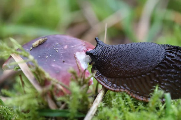 Ślimak Zjada Grzyba Dwingelderveld Holandia — Zdjęcie stockowe