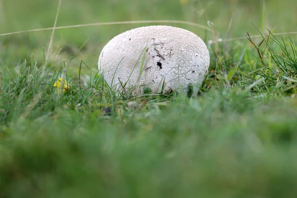 Diamond Bovist Het Dwingelderveld Nederland — Stockfoto