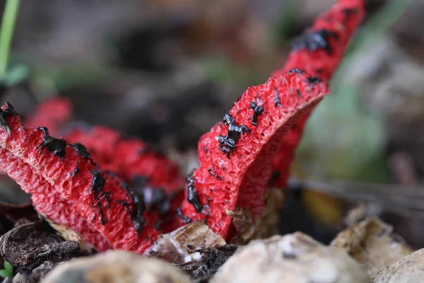 Czerwony Grzyb Kałamarnicy Dwingelderveld Holandia — Zdjęcie stockowe