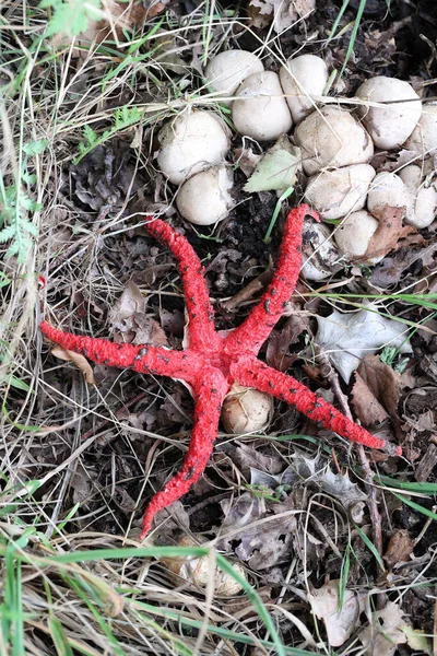 Czerwony Grzyb Kałamarnicy Dwingelderveld Holandia — Zdjęcie stockowe