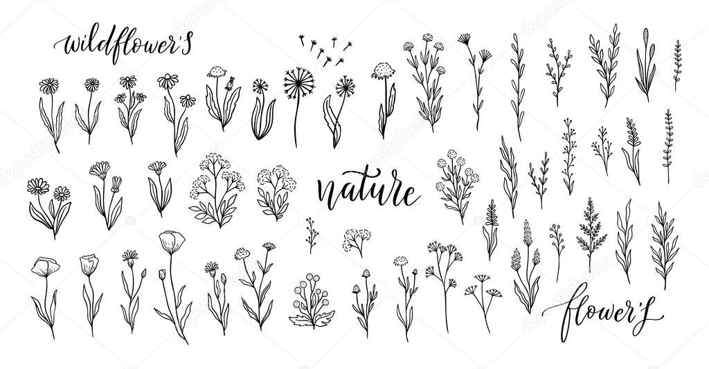 Wildflower line art set. Flower doodle botanical collection. Herbal and meadow plants, grass. Vector illustration isolated.