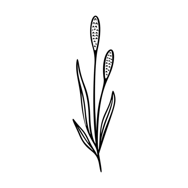 Στοιχείο περίγραμμα του χεριού Wildflower Βοτανική εικόνα με βότανα και νουντλς. Φυτά λαχανικών και λιβαδιών, χόρτο. — Διανυσματικό Αρχείο