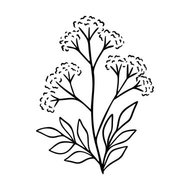 Valerian el çizimi elementi. Bitkiler logo için botanik ikonu çizer. Modern basit tarz. Vektör çizimi izole edildi.