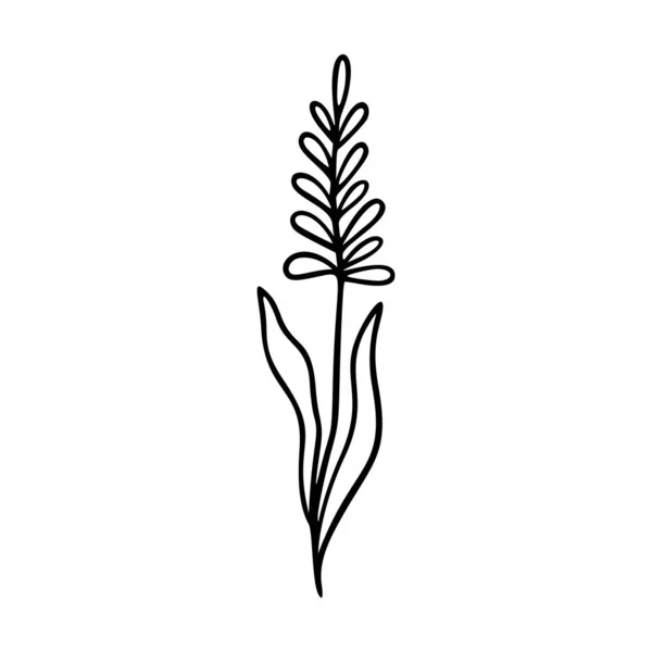 薰衣草轮廓手绘元素 草本涂鸦植物图标薰衣草标志 草本植物和草本植物 现代简约风格 在白色背景上孤立的向量图 — 图库矢量图片