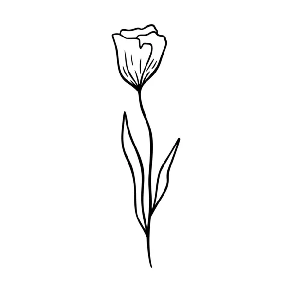 Poppy Obrys Ručně Kreslené Logo Prvek Bylinky Čmáranice Botanické Ikony — Stockový vektor