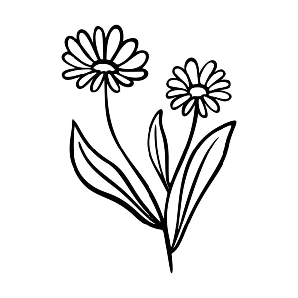 Календула Окреслює Елементи Намальовані Рукою Герби Doodle Botanical Icon Calendula — стоковий вектор