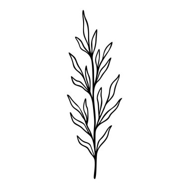 Zeytin dalı, el çizimi elementi. Bitkiler logo için botanik ikonu çizer. Vektör illüstrasyonu beyaz arkaplanda izole edildi.