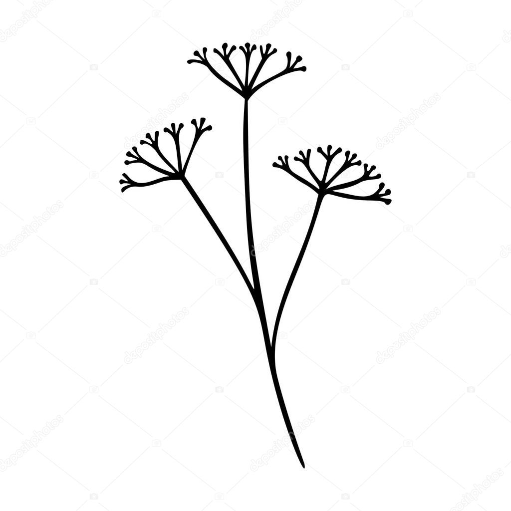 Millefolium, achillea outline hand drawn element. Herbs doodle botanical icon for logo. Vector illustration isolated on white background.