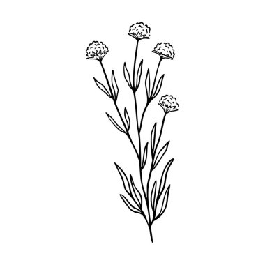 Clover outline hand drawn element. Herbs doodle botanical icon clover for logo. vector