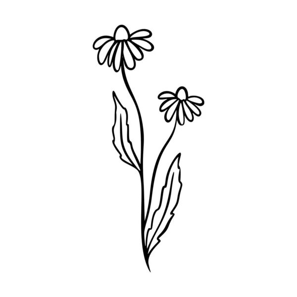Dangelion Περίγραμμα Χέρι Που Στοιχείο Λογότυπο Βότανα Doodle Βοτανική Εικόνα — Διανυσματικό Αρχείο