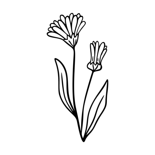 Calendula Schets Met Hand Getekend Element Kruiden Doodle Botanische Icoon — Stockvector