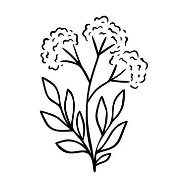 Valerian el çizimi elementi. Bitkiler logo için botanik ikonu çizer. Bitki ve çayır bitkisi, ot. Modern basit tarz. Vektör illüstrasyonu beyaz arkaplanda izole edildi.