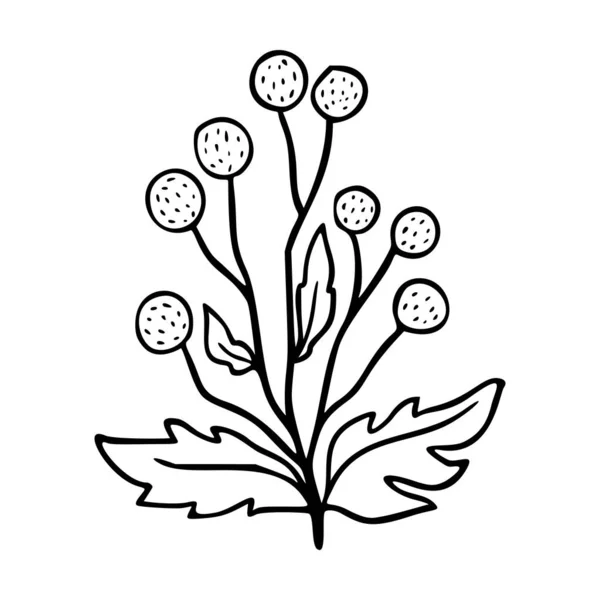 Craspedia Outline Hand Drawn Logo Element Herbs Doodle Botanical Icon — Stock Vector