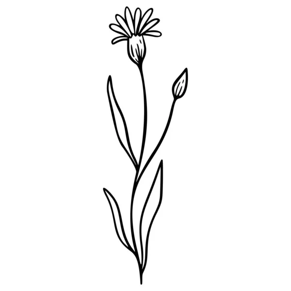 Fiordaliso Elemento Logo Disegnato Mano Erbe Doodle Icona Botanica Echinacea — Vettoriale Stock