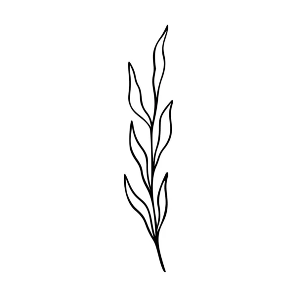 Olijftak Schets Met Hand Getekend Element Kruiden Doodle Botanische Icoon — Stockvector