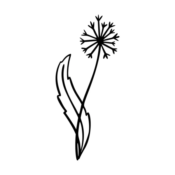 Dangelion Obrys Ručně Kreslené Logo Prvek Bylinky Doodle Botanické Ikony — Stockový vektor