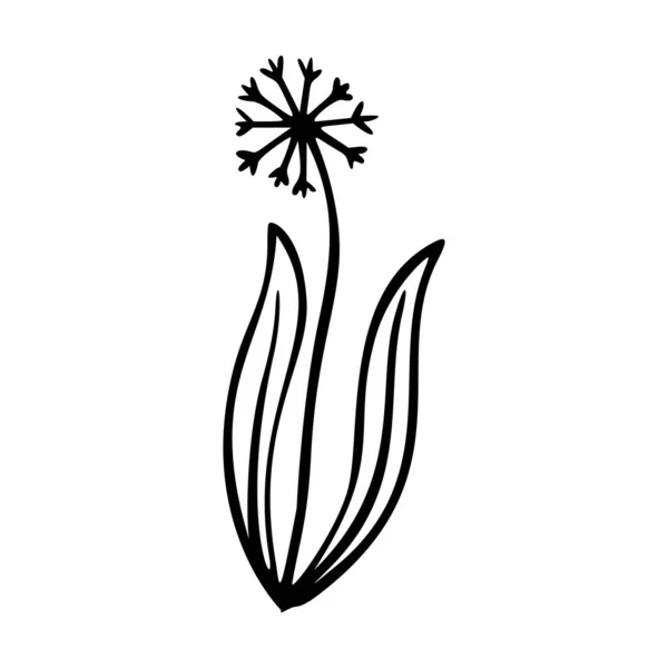 Dangelion Contour Dessiné Main Élément Logo Herbes Gribouiller Icône Botanique — Image vectorielle