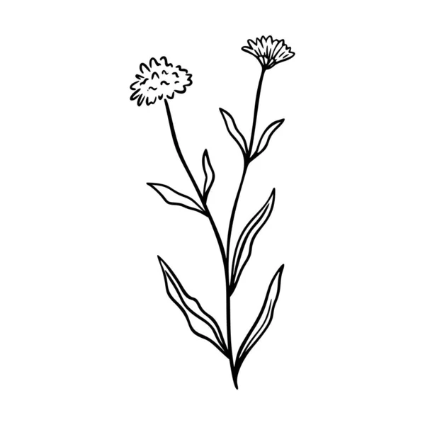 Chrpa Obrys Ručně Kreslené Logo Prvek Bylinky Čmáranice Botanická Ikona — Stockový vektor