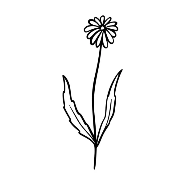 Dangelion Obrys Ručně Kreslené Logo Prvek Bylinky Doodle Botanické Ikony — Stockový vektor