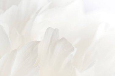 Beyaz şakayık yaprakları yakın plan. narin çiçek arkaplanı