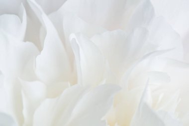 Beyaz şakayık yaprakları yakın plan. narin çiçek arkaplanı