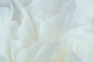 Beyaz şakayık yaprakları yakın plan. narin çiçek arkaplanı