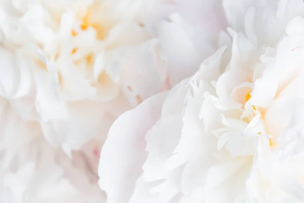 Peônias Brancas Close Fundo Floral Delicado — Fotografia de Stock