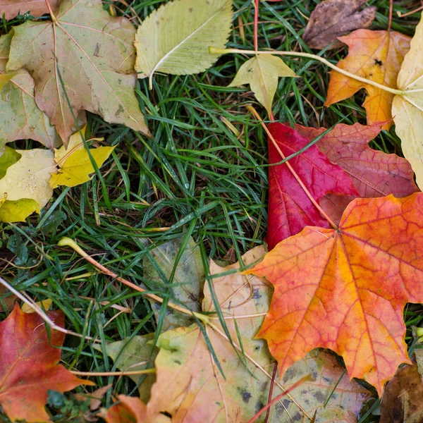 Autunno Foglie Acero Colorate Erba Verde Bagnata Dopo Pioggia — Foto Stock