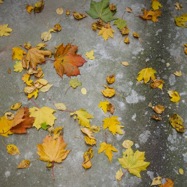 Foglie Autunnali Colorate Asfalto Grigio Fogli Acero Verde Arancio Giallo — Foto Stock